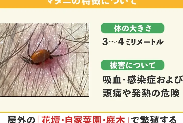 ダニがいるかどうか確認する方法と手順